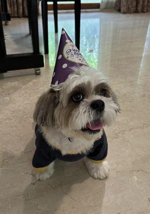 SubZeroExtabyte's tweet image. it dog birthday 🎉