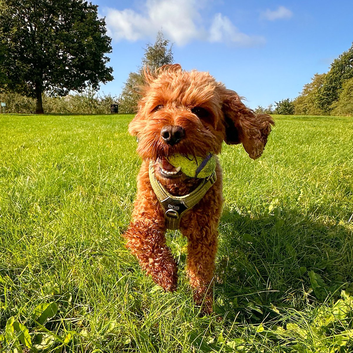 CockapooDaisy's tweet image. Making the most of a sunny morning