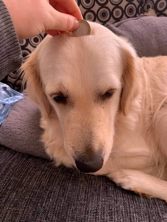 twaniimals's tweet photo. 😭 https://t.co/sFQGMAOUhj