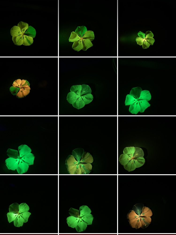 Chenxin Li, PhD (@chenxinli2.bsky.social) tweet media