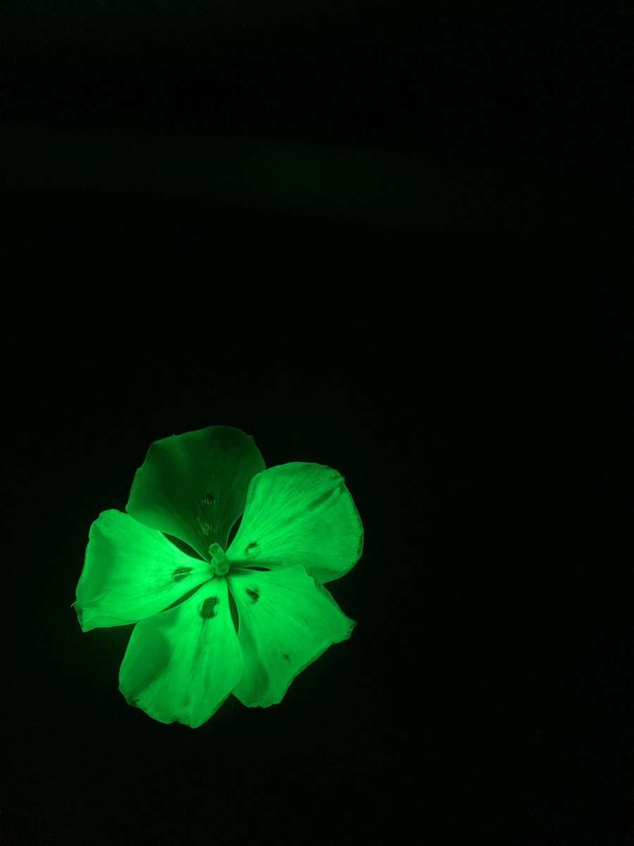 Chenxin Li, PhD (@chenxinli2.bsky.social) tweet media