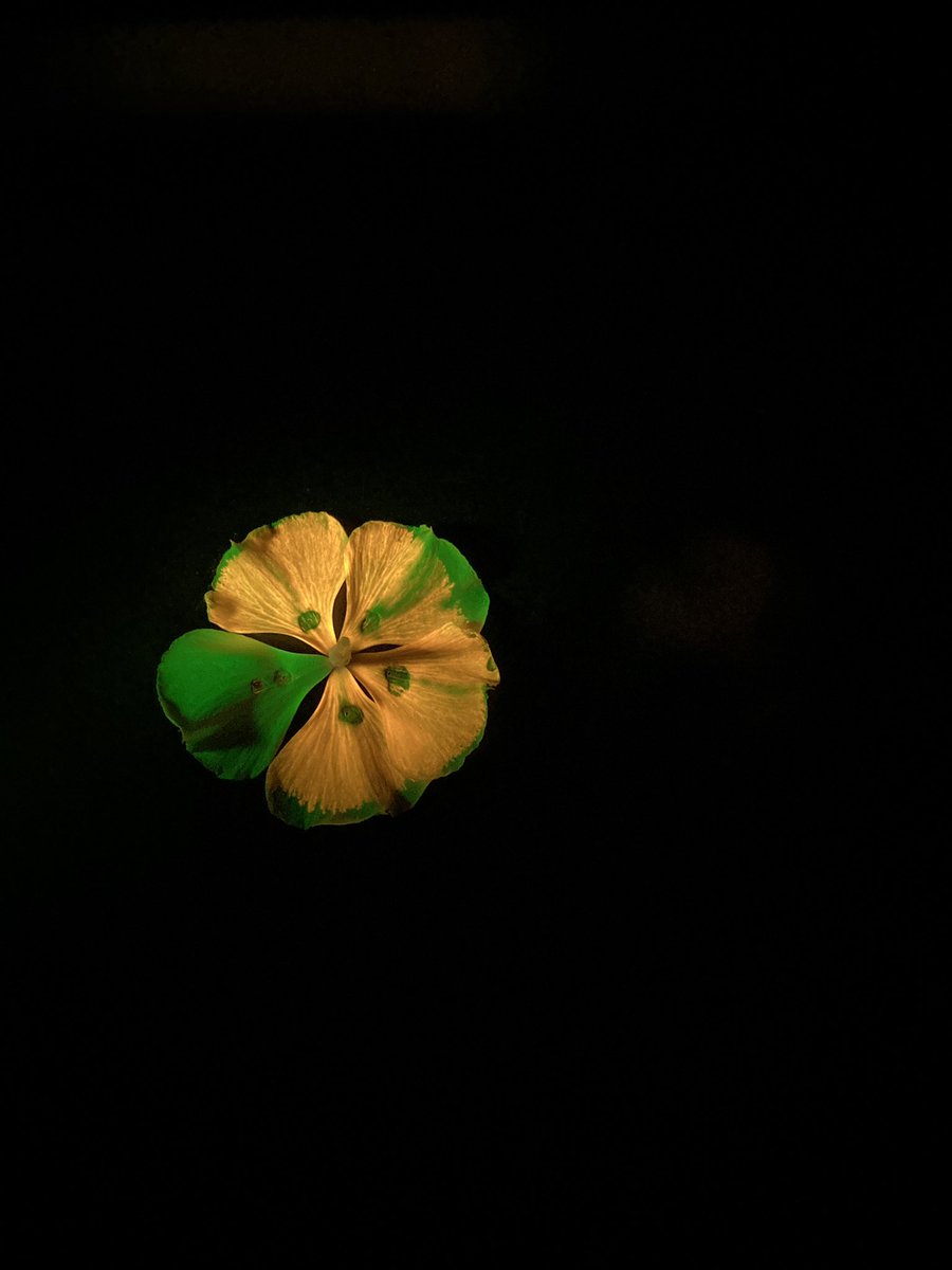 Chenxin Li, PhD (@chenxinli2.bsky.social) tweet media