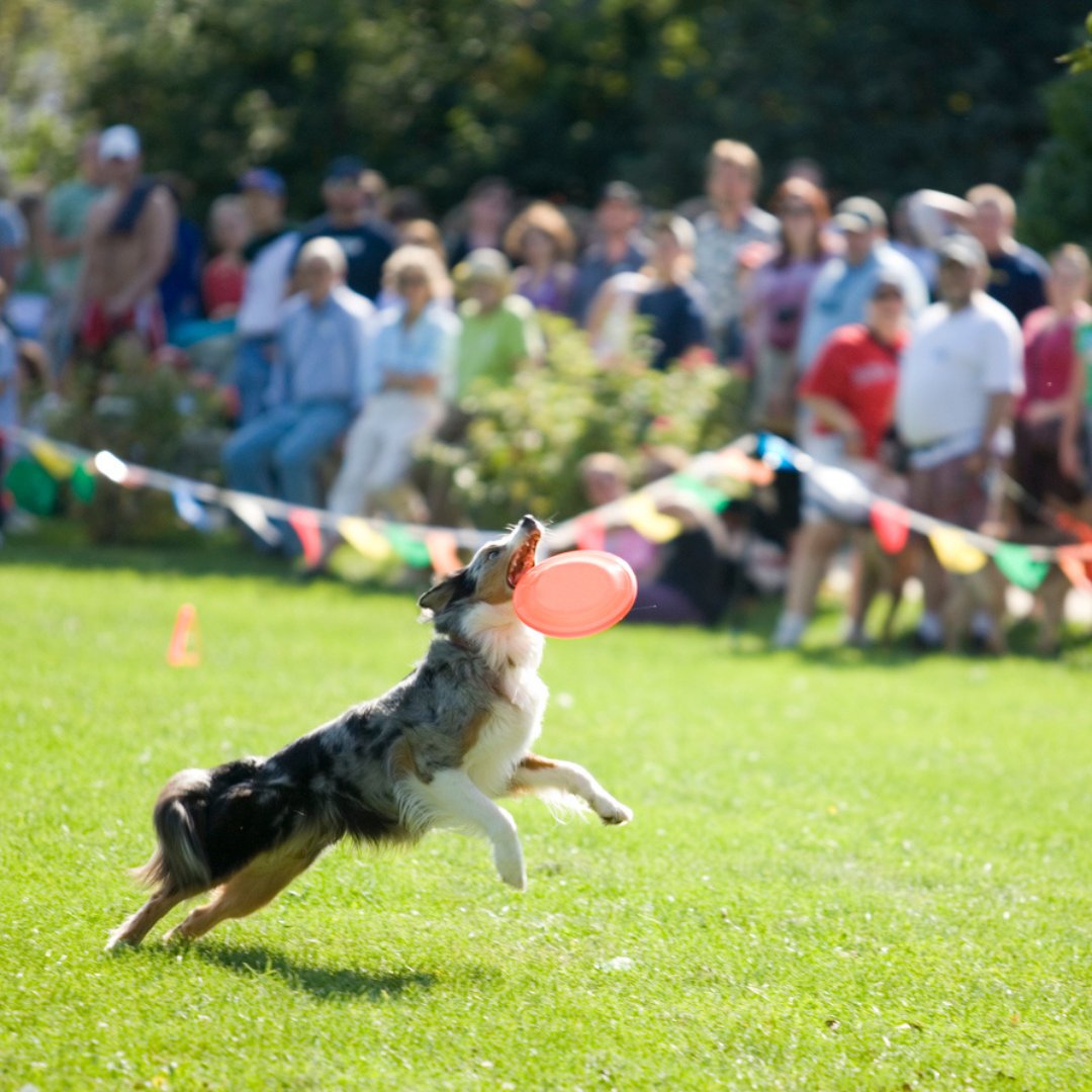 Wishing everyone attending the <a href="/MelbRoyalShow/">MelbourneRoyalShow</a> a fantastic time! 🎉 Genetic George is excited to meet and reconnect with the Breeder community! 💜

#orivet #breeders #networking
