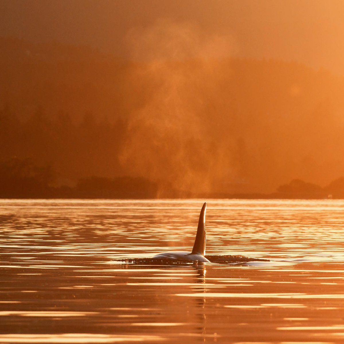 Tourism Cowichan (@cowichantourism) on Twitter photo Beautiful shot from <a href="/ocean_eco/">Eco.Ocean_</a> of a male orca at sunset near Cowichan Bay from this past whale watching season!
📷 - <a href="/ocean_eco/">Eco.Ocean_</a> via IG // l8r.it/3c8w Beautiful shot from <a href="/ocean_eco/">Eco.Ocean_</a> of a male orca at sunset near Cowichan Bay from this past whale watching season!
📷 - <a href="/ocean_eco/">Eco.Ocean_</a> via IG // l8r.it/3c8w