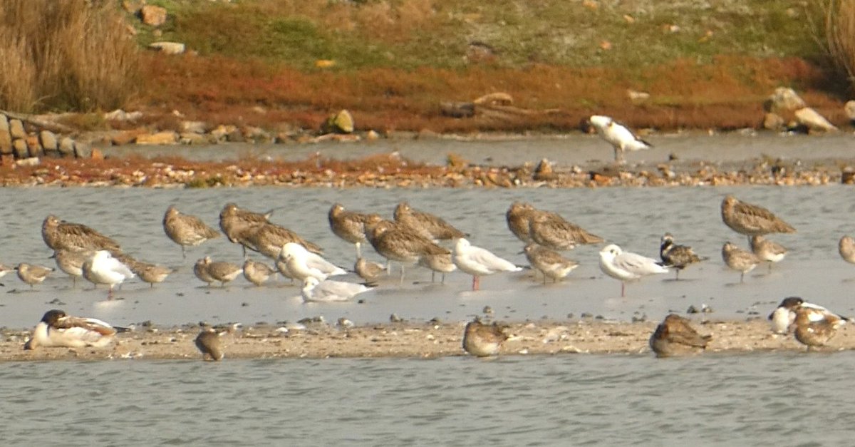 Martin Adams tweet media