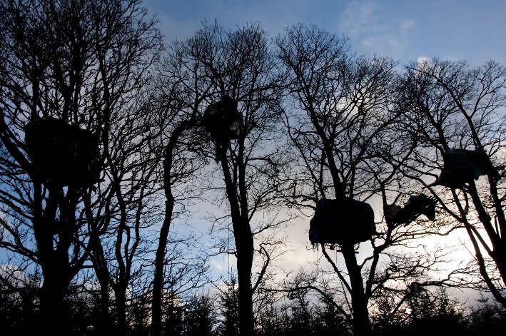 In 2010 I was evicted and arrested from these sycamores to make way for an open cast coal mine. They burned our sleeping bags and food the day before to freeze us out (it was January). I was bound and sat on by bailiffs, one pulled out a knife and cut my rucksack off me.