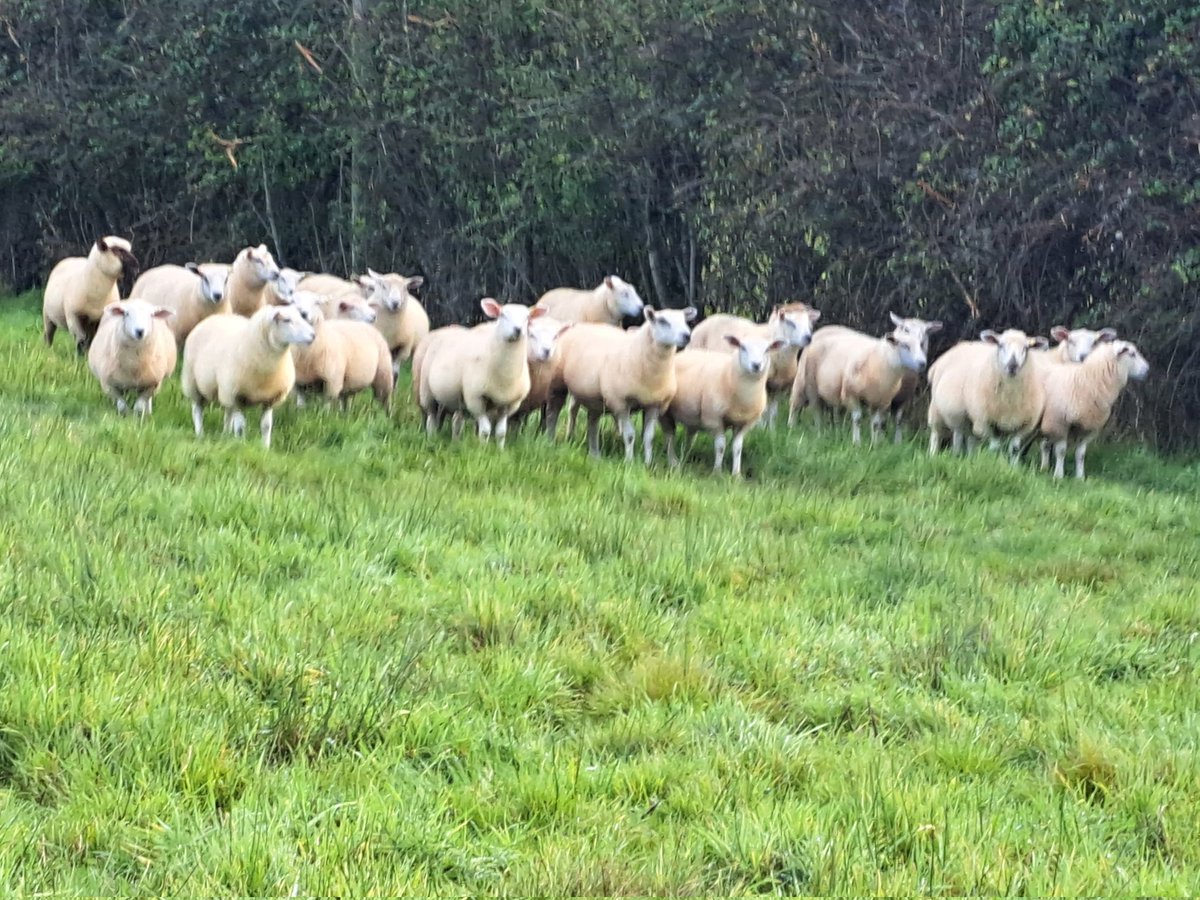 AdvisoryBlyth's tweet photo. On Farm today, collecting faecal egg samples to check efficiency of the wormer used. The group was wormed 14 days ago. A sample was taken at treatment to give a clear understanding of the efficiency of the wormer at this time of year. #scops #moreduncomms #Fec #fecpak #sheep https://t.co/YkECGivTY7