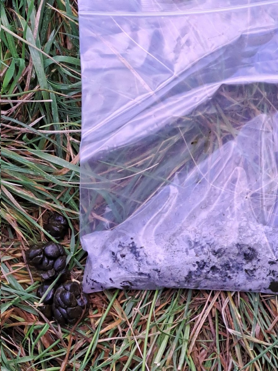 AdvisoryBlyth's tweet photo. On Farm today, collecting faecal egg samples to check efficiency of the wormer used. The group was wormed 14 days ago. A sample was taken at treatment to give a clear understanding of the efficiency of the wormer at this time of year. #scops #moreduncomms #Fec #fecpak #sheep https://t.co/YkECGivTY7