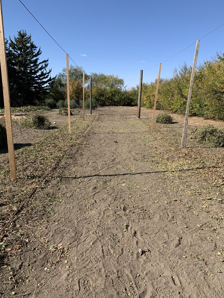 Fresh hops for a fresh hops IPA plus the hops yard is all cleaned up and ready for winter.