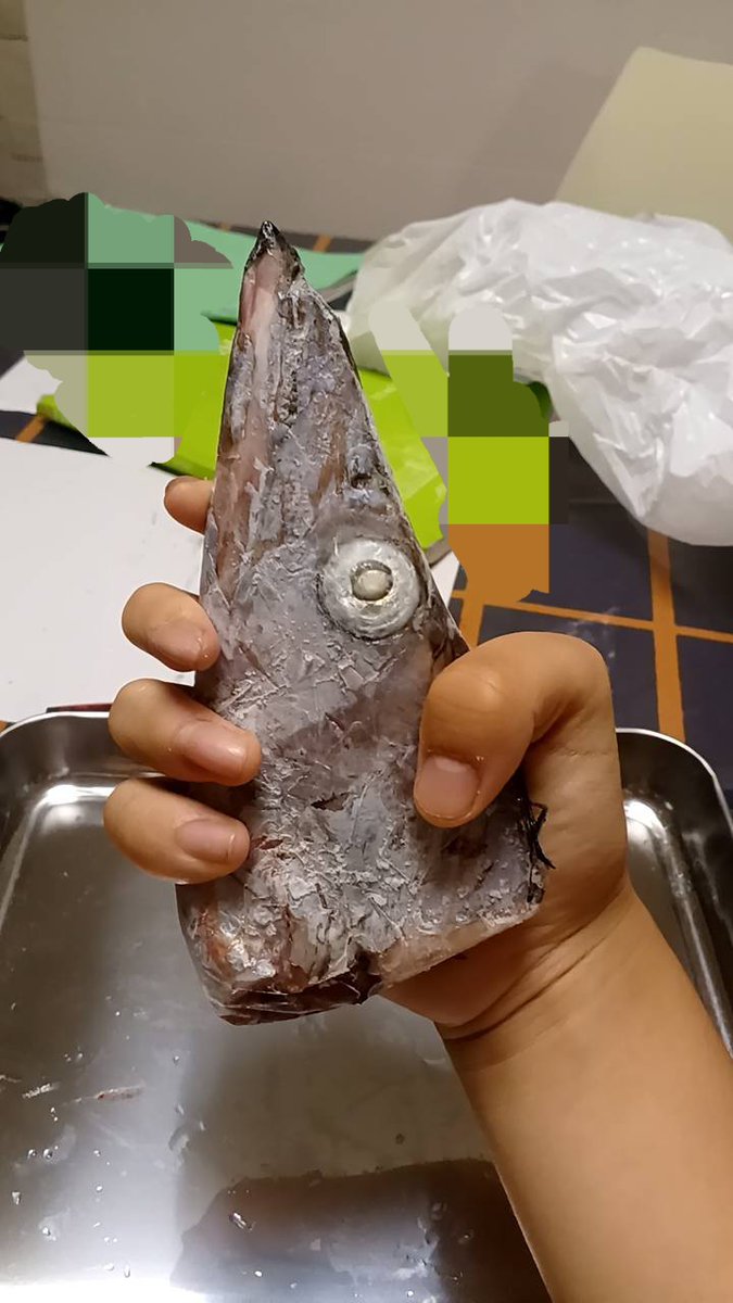 Isurus1810's tweet photo. タチウオ頭部骨格できたぁ!カッコ良すぎるっ!いつか全身とりたい
#太刀魚 #タチウオ #Cutlassfish
#fishskull #骨格標本 #魚の骨 https://t.co/E1AwJ3Sfac