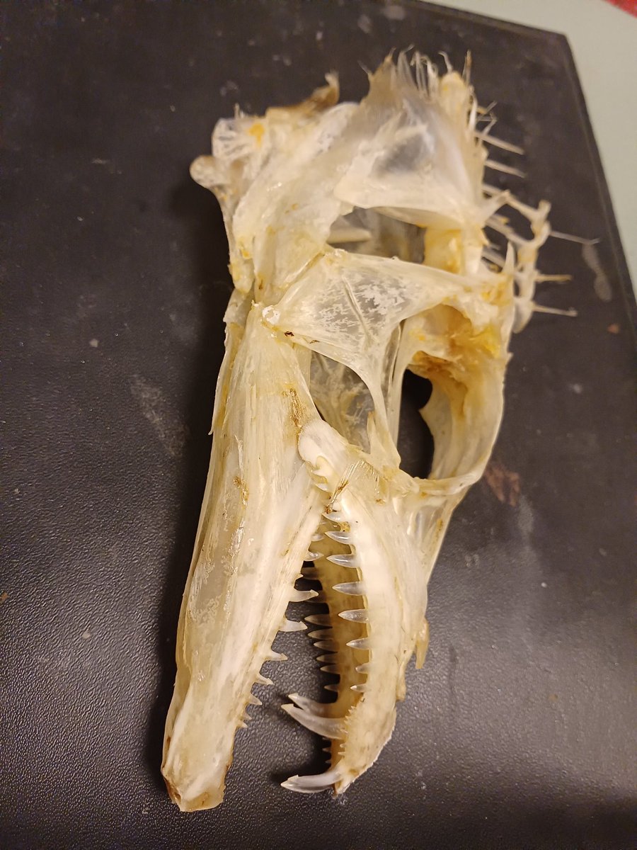 Isurus1810's tweet photo. タチウオ頭部骨格できたぁ!カッコ良すぎるっ!いつか全身とりたい
#太刀魚 #タチウオ #Cutlassfish
#fishskull #骨格標本 #魚の骨 https://t.co/E1AwJ3Sfac