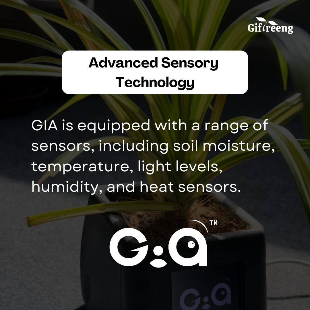 giftreeng's tweet photo. ✨🌱
. 
. 
. 
. 
#GIAPlantCare #Giftreeng #PlantCare#plantreels #plantparent #plant #plantsofinstagram #plantas #plantbaseddiet #houseplants #plantpower #plantsmakepeoplehappy #plantlife #indoorplants #plantpowered #plantstrong #plantlover https://t.co/wg7JswRnov