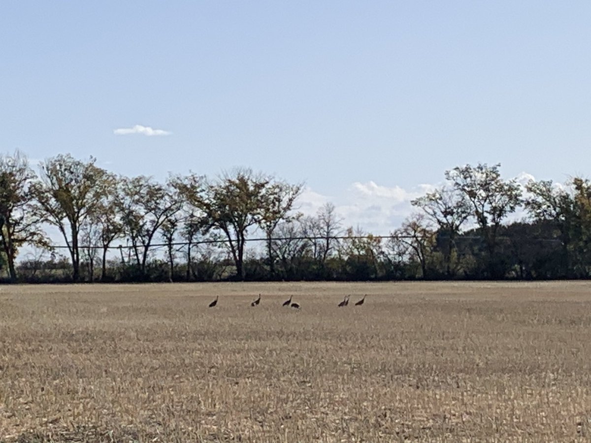 forrestscharf's tweet photo. Sandhill cranes stopping in at Canada Saskatchewan Irrigation Diversification Centre CSIDC on migration South https://t.co/A2pZw6h0b6