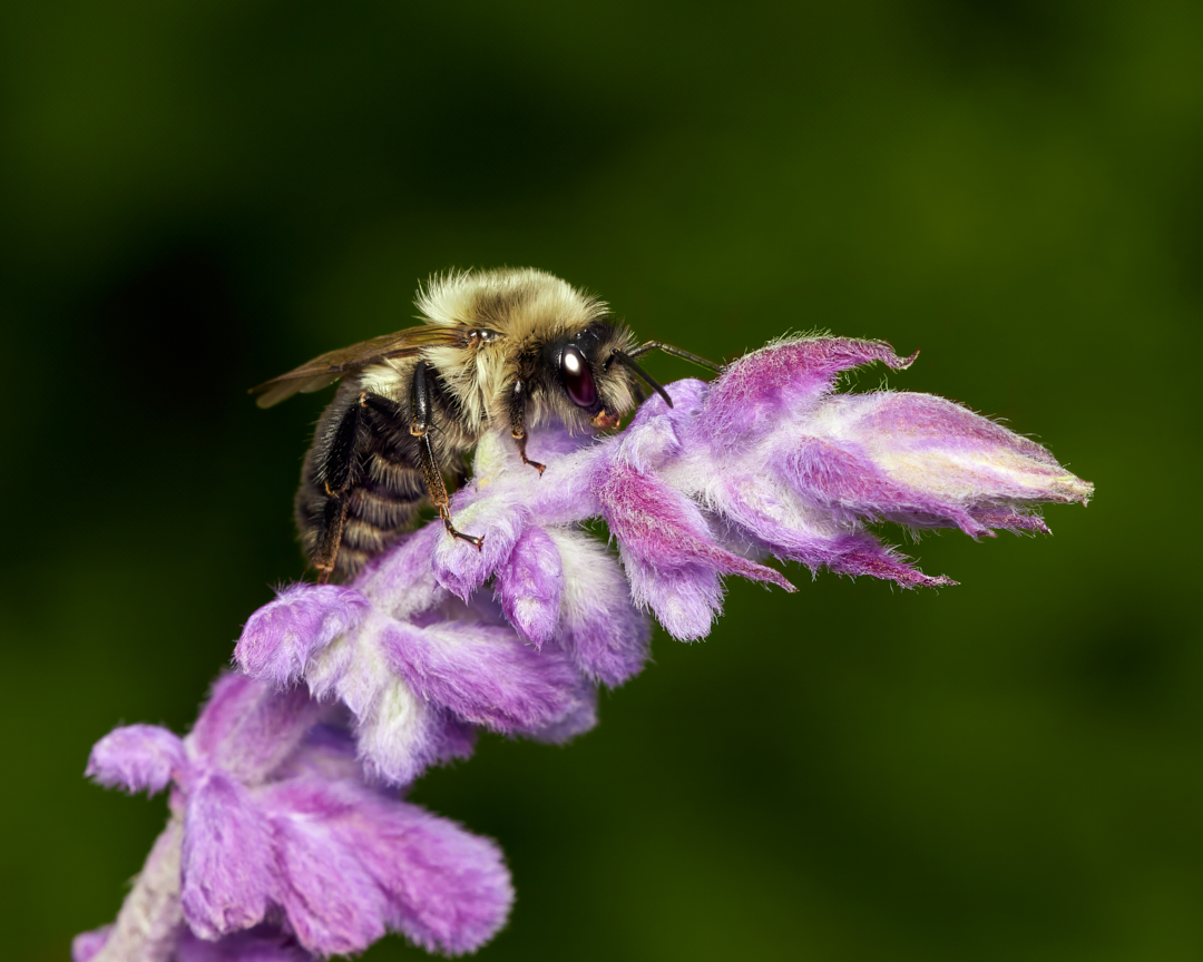 Everybody's favorite working floofball... #commoneasternbumblebee #bumblebee #bees #wildlifephotography #macrophotography #insectphotography #photography #appicoftheweek #canonfavpic #captureone