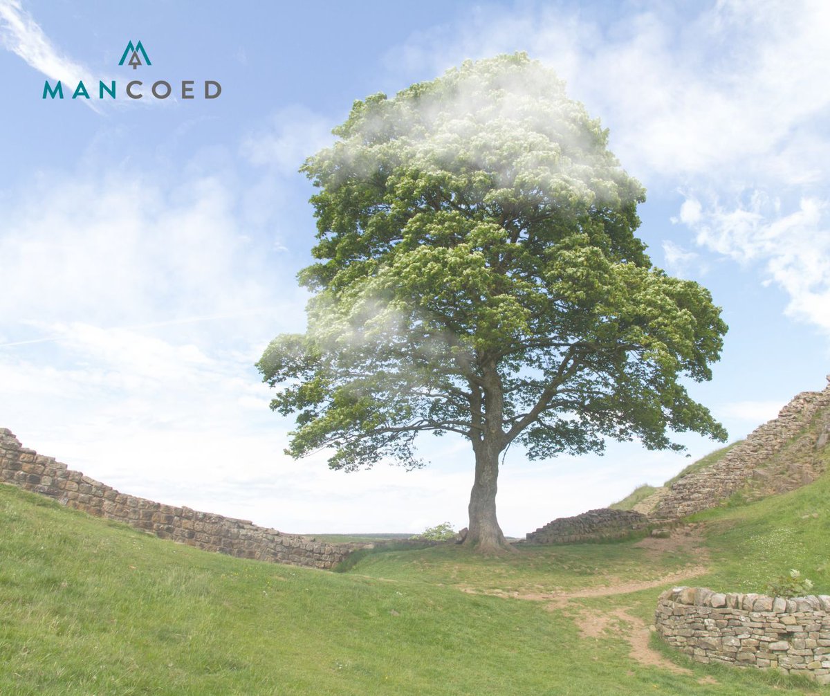 mancoedvm's tweet image. 🍃 Heartbreaking News: Sycamore Gap&apos;s Loss 😔 This majestic Sycamore tree, standing tall for over 300 years, once graced the side of the Roman Wall in Caledonia, famously known as Sycamore Gap. If you have any photos of this remarkable tree, please share them with us.#SycamoreGap