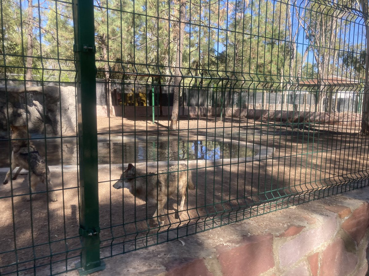 Zoológico Sahuatoba es Viable para Convertise en Centro de Rescate de Especies: Azcarm #Durango durangos21.com.mx/2023/09/29/zoo…