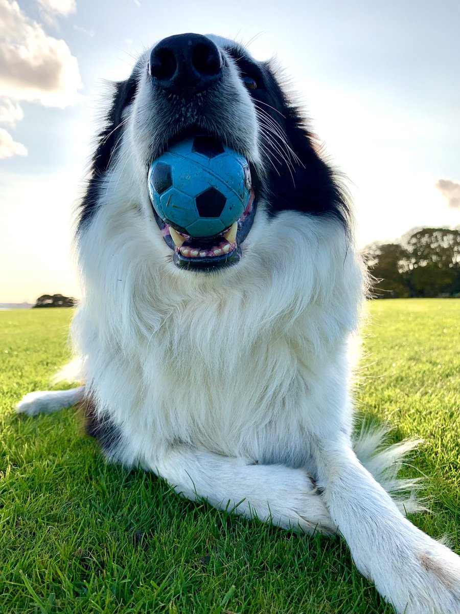 Happy Friday everyone! Hope you’re all having a nice day.  The furry seal has a brand new ball and the furry seal is liking it! 🙌🦭💙