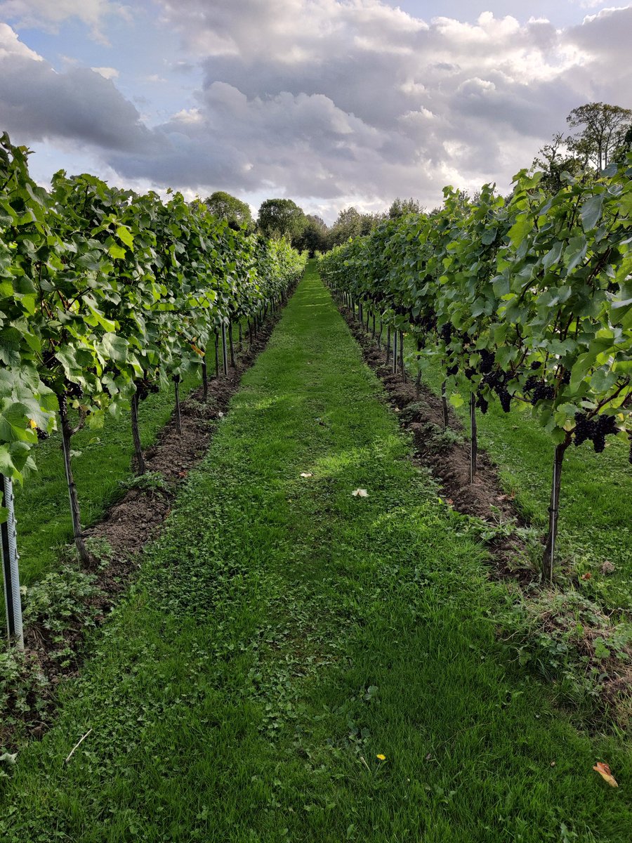 Throughout harvest our opening and closing times may differ so please make sure you ring ahead to avoid disappointment if you want a table on our terrace 🥂
#englishvineyard #harvest