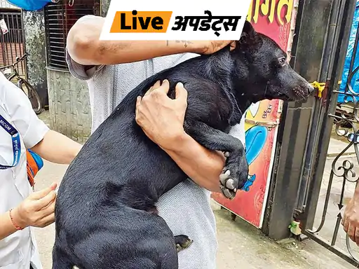 DainikBhaskar's tweet photo. बृहन्मुंबई नगर निगम ने मुंबई को रेबीज मुक्त करने का प्लान बनाया है। इसके तहत मुंबई के 15 हजार आवारा कुत्तों को एंटी-रेबीज इंजेक्शन लगाया जाएगा। ये अभियान 10 दिन 29 सितंबर से 10 अक्टूबर तक चलेगा।
#rebies
https://t.co/k3zI3FqS3o https://t.co/zTfpipYrNt