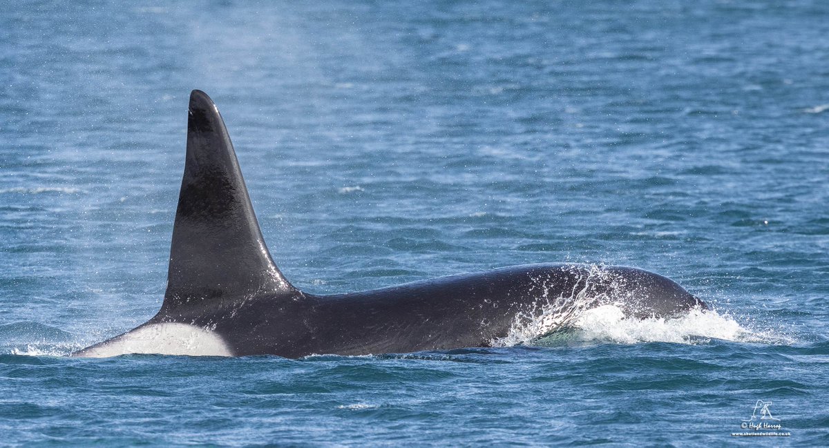 What a day! Incredible views of the 27s Orcas off the east Mainland, Shetland today with two our @ShetlandWild groups. Here's '72' - one of two adult bulls in this pod as he swam just metres away from us off Mossbank. Magical!