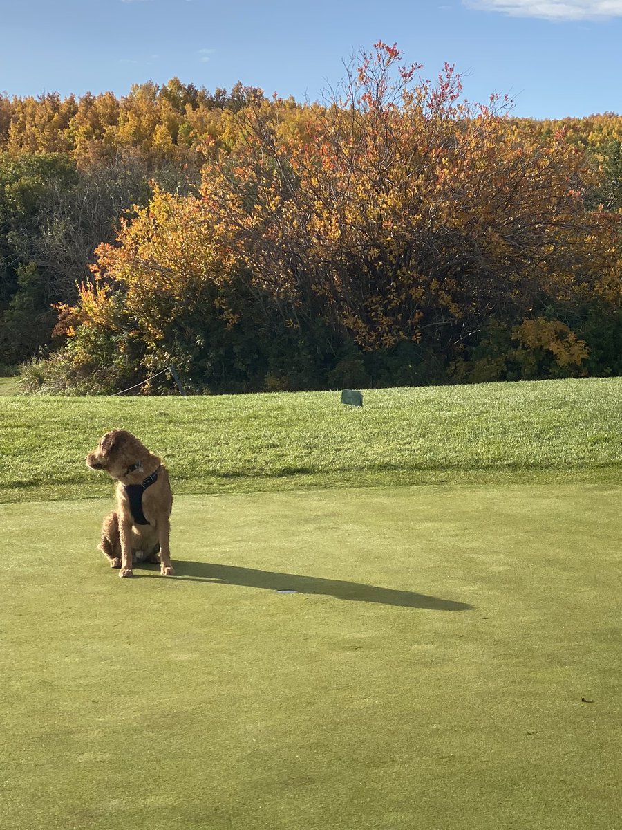 One tired boy <a href="/DogsOfTurf/">Dogs Of Turf</a>