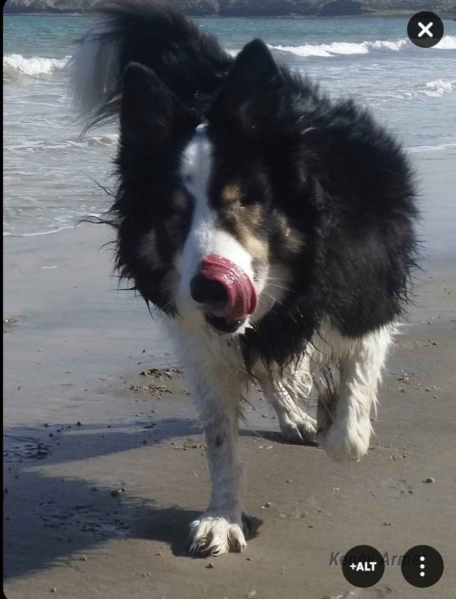 HelenArmet's tweet image. Now that @veterandumbo let the cat out the bag, this wee toot'll be joining all our future #MotorhomeAdventures as soon as he's allowed. He's coming home 15th October. Our boy Bandit can never be replaced,but his memories can be honoured. Sleep well Dittes 06/07/23 🌈 #MyBaby