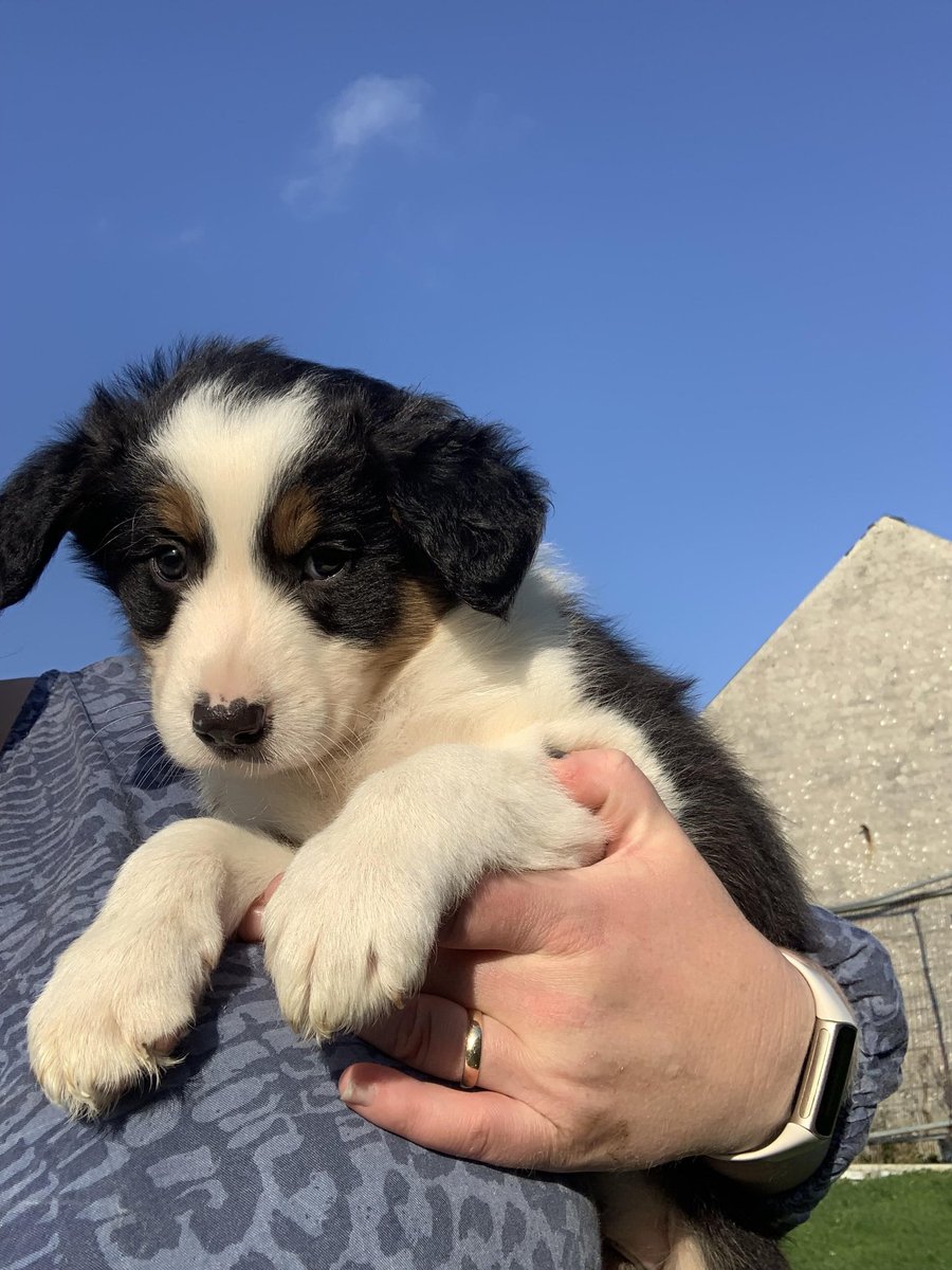 HelenArmet's tweet image. Now that @veterandumbo let the cat out the bag, this wee toot'll be joining all our future #MotorhomeAdventures as soon as he's allowed. He's coming home 15th October. Our boy Bandit can never be replaced,but his memories can be honoured. Sleep well Dittes 06/07/23 🌈 #MyBaby