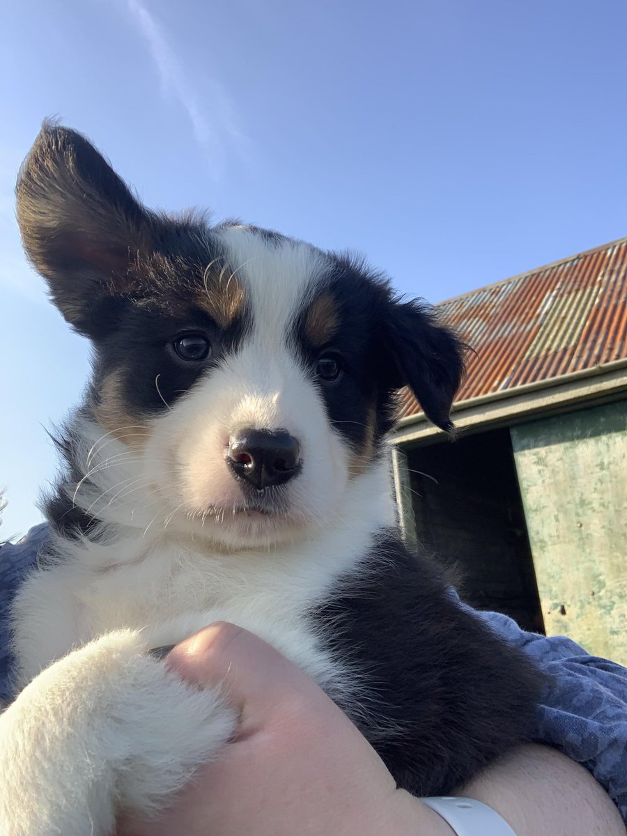 HelenArmet's tweet image. Now that @veterandumbo let the cat out the bag, this wee toot'll be joining all our future #MotorhomeAdventures as soon as he's allowed. He's coming home 15th October. Our boy Bandit can never be replaced,but his memories can be honoured. Sleep well Dittes 06/07/23 🌈 #MyBaby