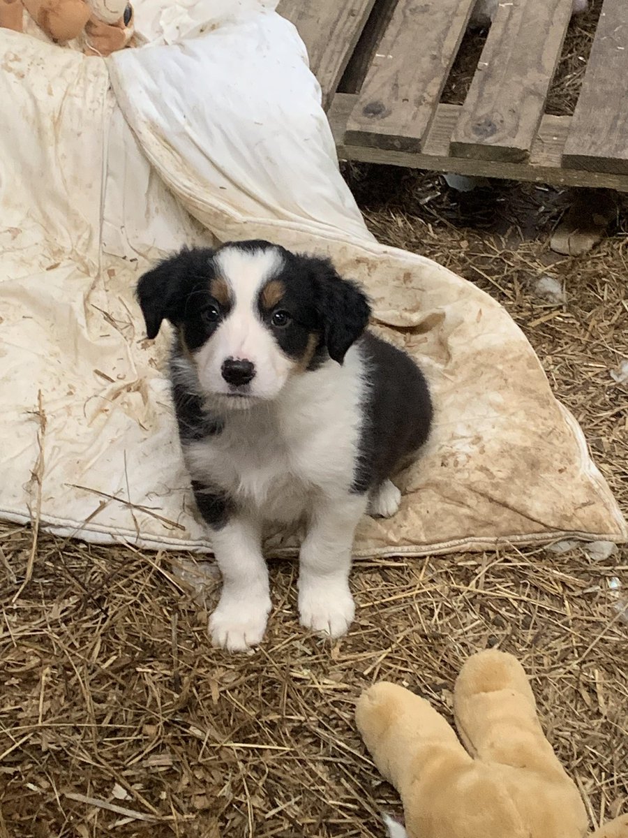 HelenArmet's tweet image. Now that @veterandumbo let the cat out the bag, this wee toot'll be joining all our future #MotorhomeAdventures as soon as he's allowed. He's coming home 15th October. Our boy Bandit can never be replaced,but his memories can be honoured. Sleep well Dittes 06/07/23 🌈 #MyBaby