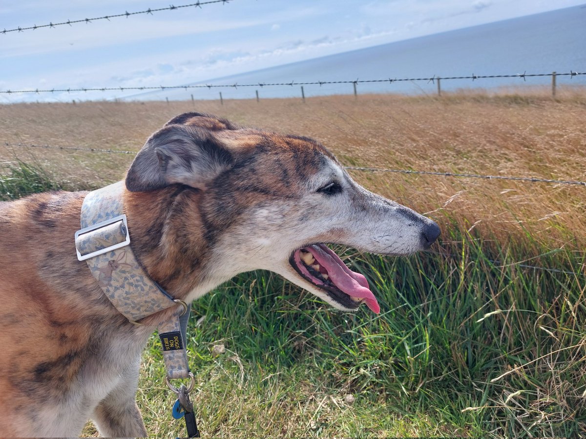 Exton9's tweet photo. Took my 12.5 year old greyhound back to his racing kennels yesterday to visit his "original family". I don't think I've seen him that happy to see anyone EVER. There was never a rescue, only ever a rehoming #retiredgreyhounds #greyhoundracing https://t.co/fjKgIh3uqR