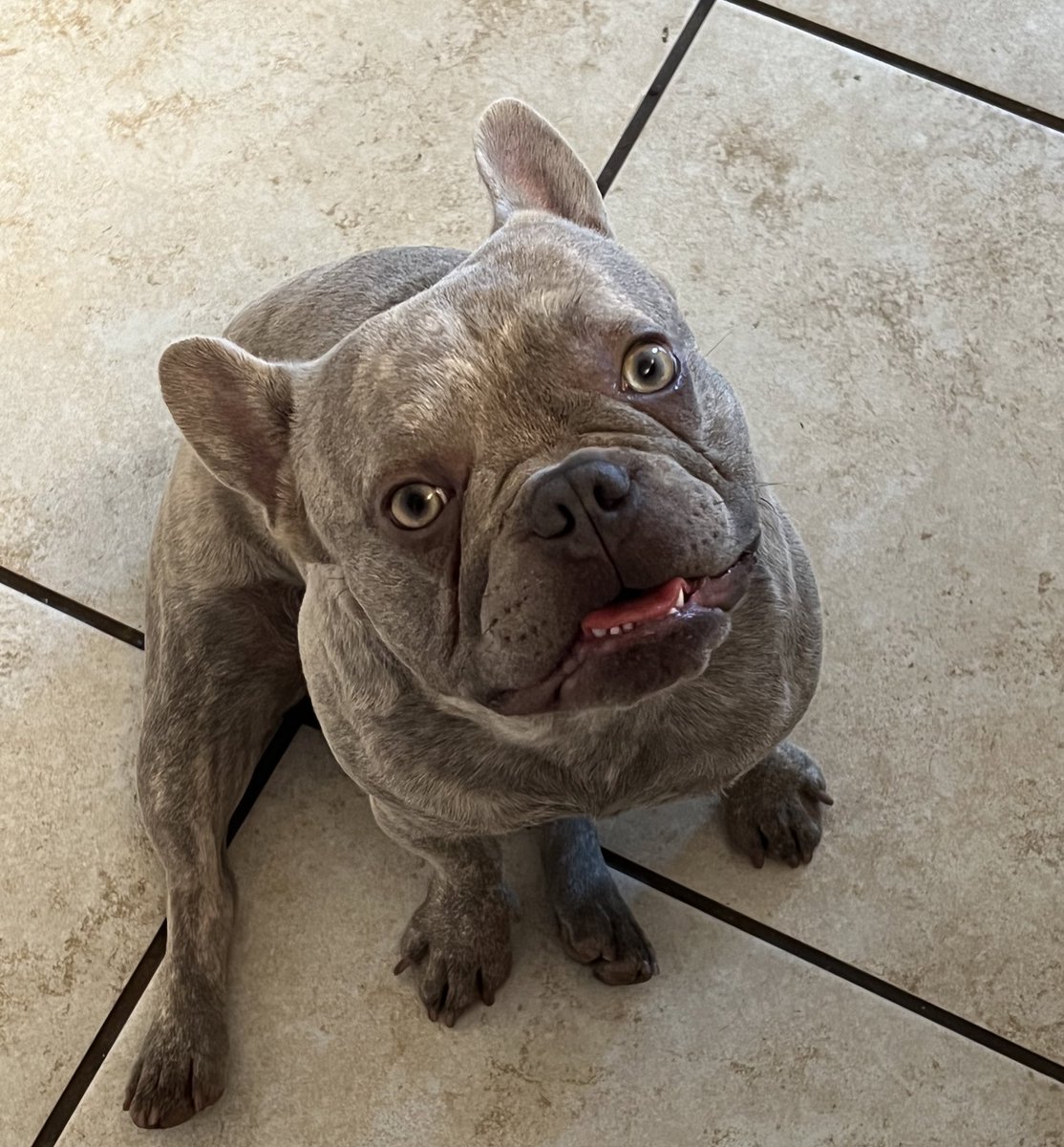 TxGamerChick's tweet photo. This guy, I JUST LOVE HIM 🥰 #BitTheFrenchie 🐶 https://t.co/ihCD5a3CDX