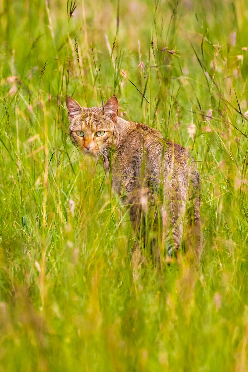 African wildcat is part of an evolutionary lineage that is estimated to have genetically diverged from the common ancestor of the Felis species around 2.16 to 0.89 million years ago, based on analysis of their nuclear DNA.
😺 Masai Mara | Kenya
#wildlifeaddicts #natgeowild…