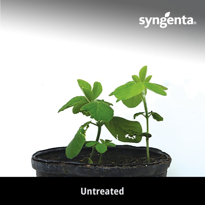 SyngentaUS's tweet photo. Tired of stand loss from diseases like Phytophthora? See how CruiserMaxx APX can supercharge your soybean protection, from day one.⚡
