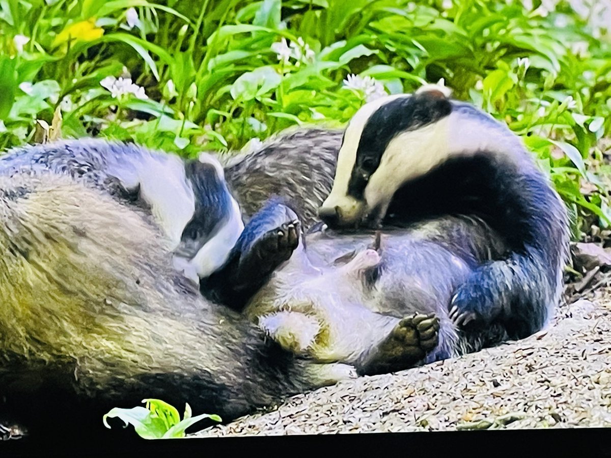 Just caught up with ‘Badgers; Their Secret World.’ Channel 5.

Magical beasts that have survived for millions of years & once walked amongst animals now long extinct in this country.

A reminder how precious our wildlife is & how much we need to protect them. 

#StopTheCull 🦡