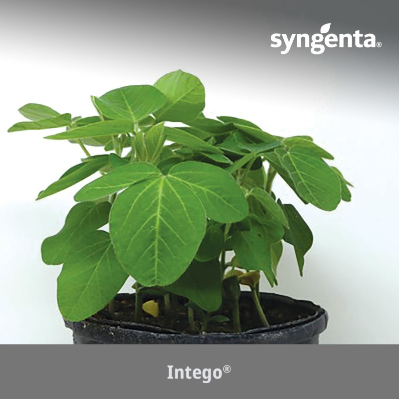 SyngentaUS's tweet photo. Tired of stand loss from diseases like Phytophthora? See how CruiserMaxx APX can supercharge your soybean protection, from day one.⚡