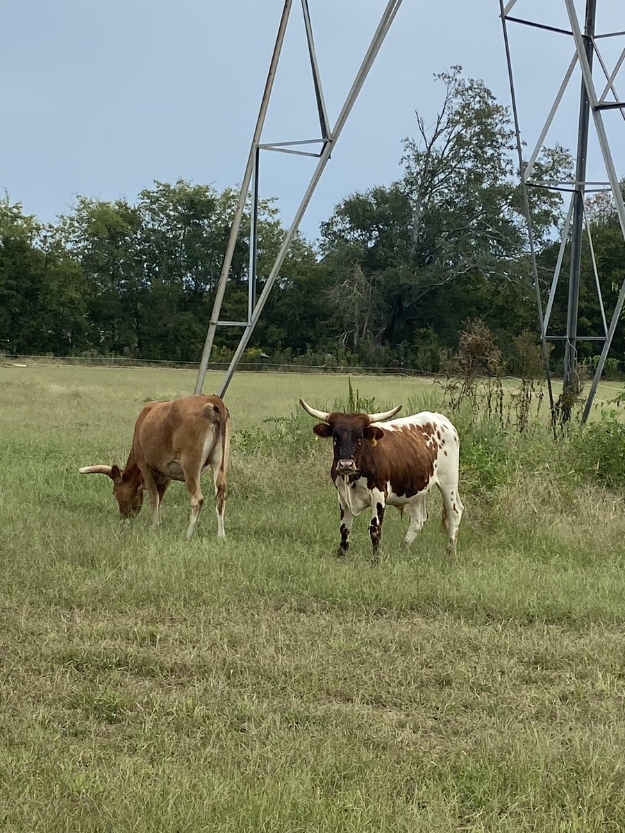 Had a great week in #ACT I bought some longhorns! Everyone meet @AjTrader7 and @darksidetrader !!