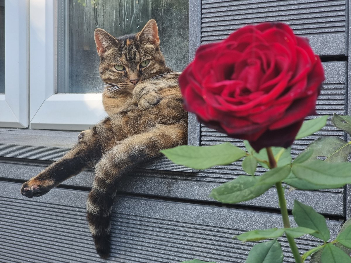 MatthewMarks42's tweet photo. Bloomin' animal. #OperaticCats https://t.co/SJrkjIQwt7