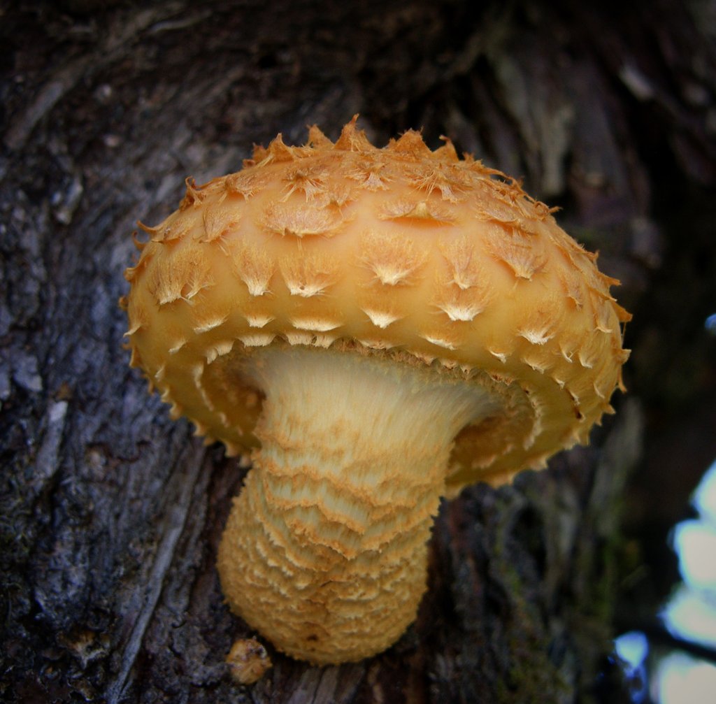 AK_BridgeLake's tweet photo. Seeing this I want to write a story about the Golden Fleece and call it Jason and the Myconauts.
#FungiFriday #fungi #mushrooms #nature #NaturePhotography #Cariboo #BritishColumbia 
Golden Pholiota (Pholiota limonella group) https://t.co/6H3gAvNltc