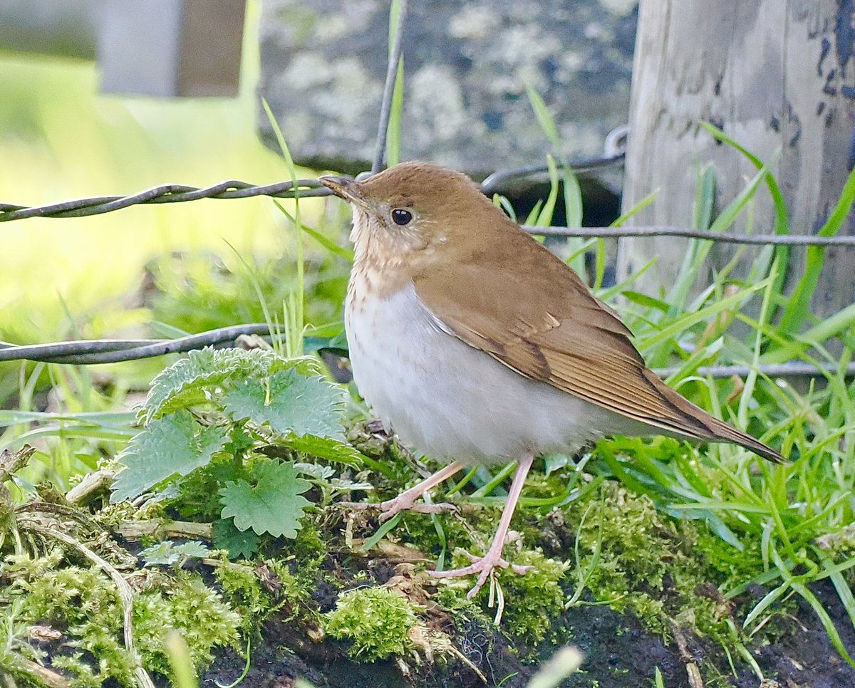 Ray O'Reilly (@oreillyreilly2) on Twitter photo Another fantastic if frenetic day of wildlife watching in Shetland. Otters, Orca catching a Porpoise and this Veery at Lunna straight from North America my first in the UK. <a href="/griffiths_lyn/">Lyn Griffiths</a> <a href="/rafaelmitch/">Rafael Mitchell</a> <a href="/prrockmom/">anne ellison VN</a> <a href="/LeeEvansBirding/">Lee Evans (LGRE) - the official account</a> Another fantastic if frenetic day of wildlife watching in Shetland. Otters, Orca catching a Porpoise and this Veery at Lunna straight from North America my first in the UK. <a href="/griffiths_lyn/">Lyn Griffiths</a> <a href="/rafaelmitch/">Rafael Mitchell</a> <a href="/prrockmom/">anne ellison VN</a> <a href="/LeeEvansBirding/">Lee Evans (LGRE) - the official account</a>