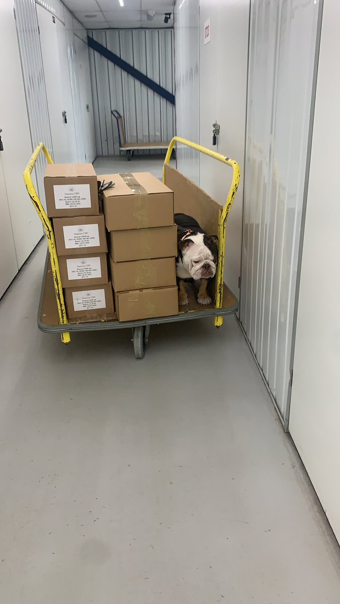 We had a very crazy day at work we had a little helper but she wasn’t much use 🤣 We are catching up on all messages so stay patient gang. 

To keep you happy let’s do a giveaway 🚨🚨 like, comment and retweet this post for a chance to win a 

3200MG bears 🐻