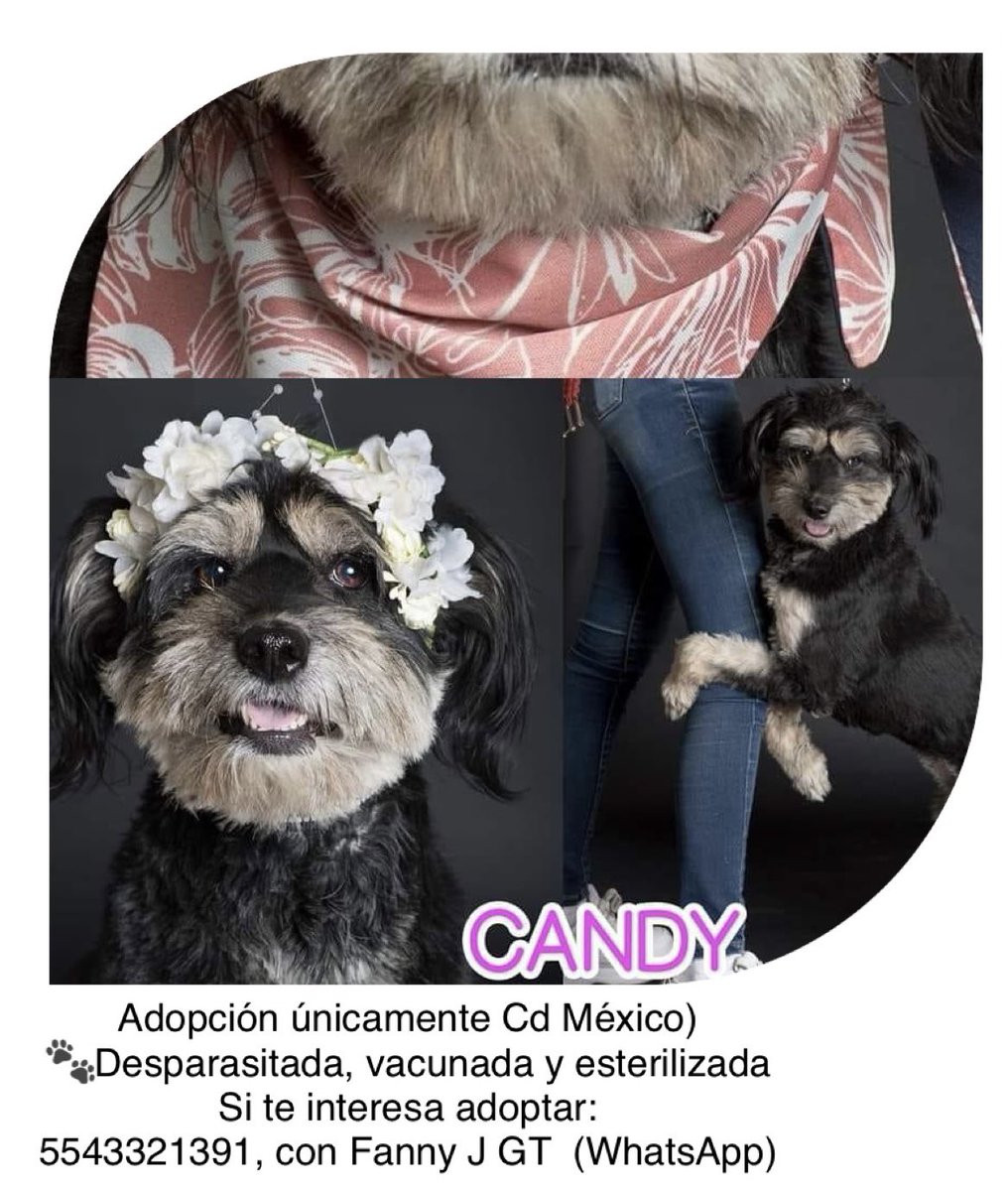 list_on's tweet photo. #perritosenadopcion #cdmx #adoptanocompres https://t.co/dxclqB85jj