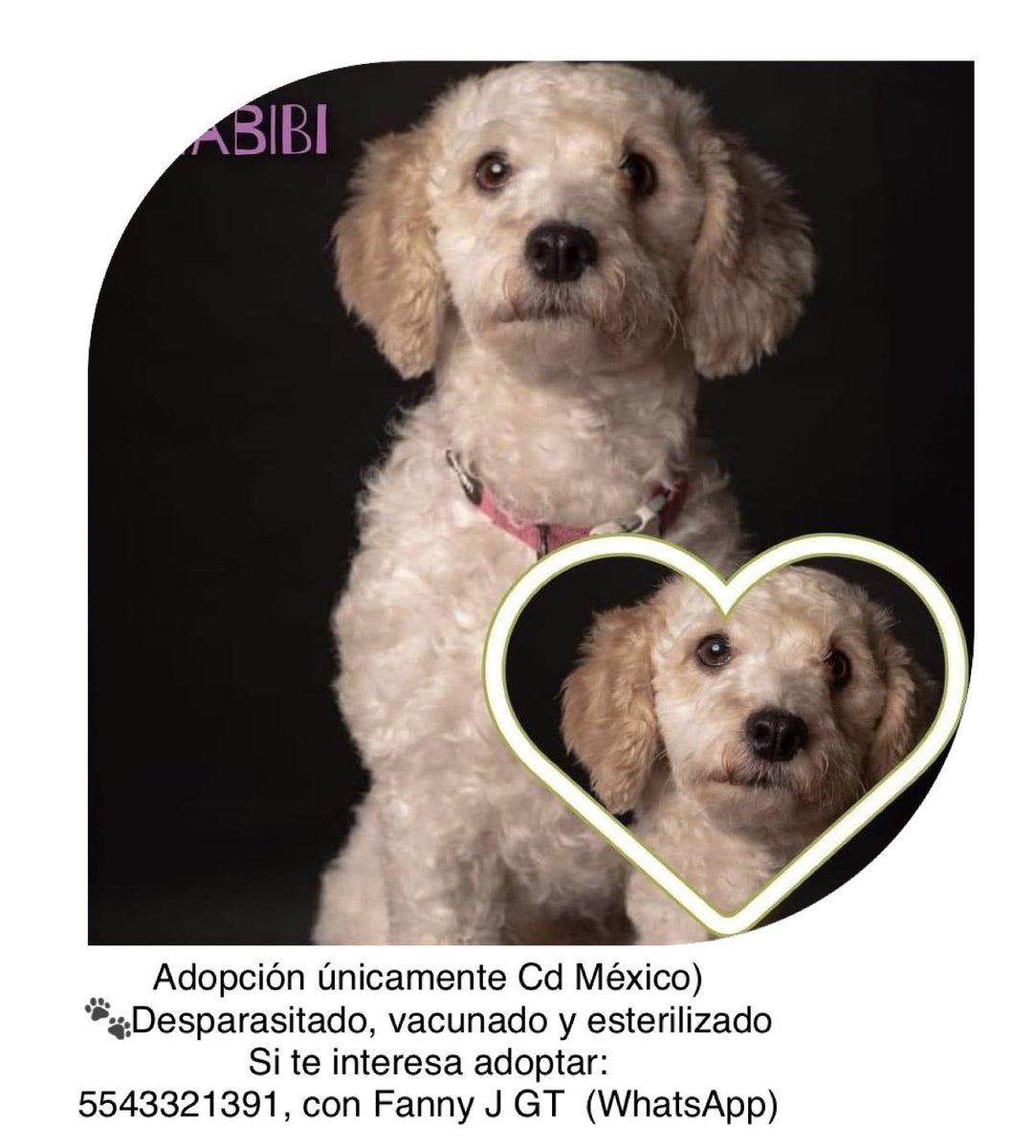 list_on's tweet photo. #perritosenadopcion #cdmx #adoptanocompres https://t.co/dxclqB85jj