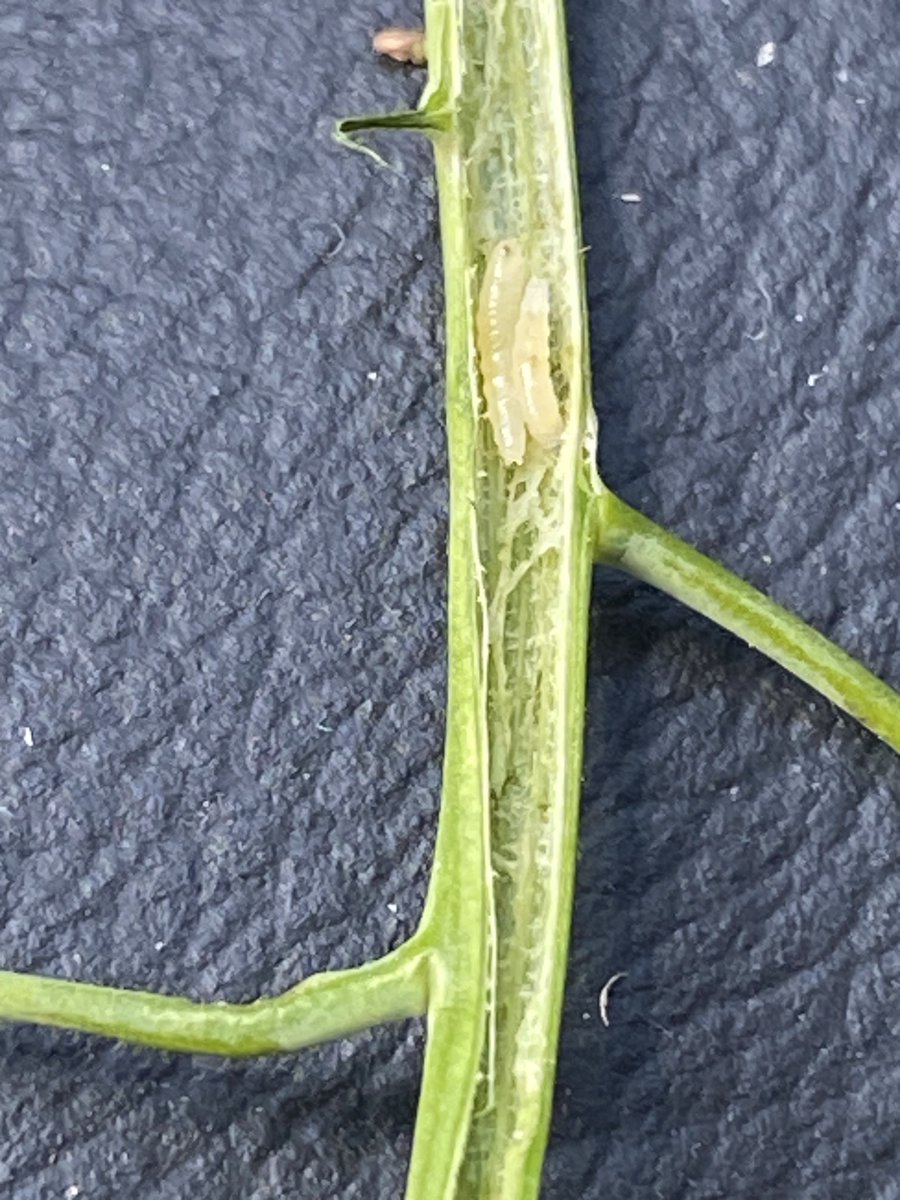 Alexis Gonzalez tweet media