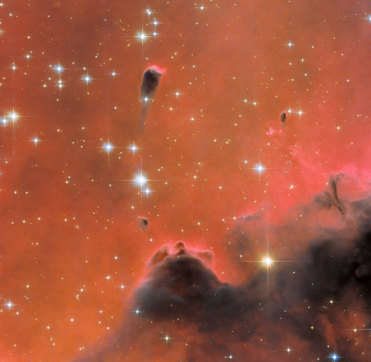 About 7,000 light-years away, the nebula Westerhout 5 is suffused with bright red light.

This luminous #HubbleFriday view includes a free-floating Evaporating Gaseous Globule, which is the tadpole-shaped dark region at upper center-left: go.nasa.gov/3RBeibX