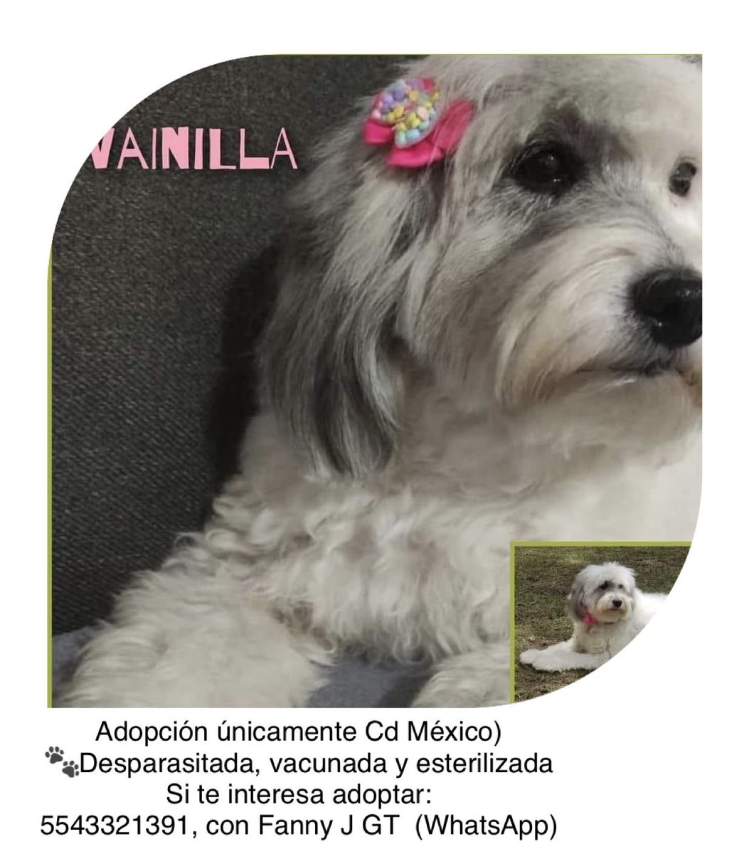 list_on's tweet photo. #perritosenadopcion #cdmx #adoptanocompres https://t.co/JGESufatkO