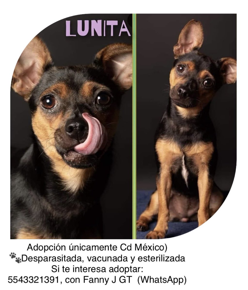 list_on's tweet photo. #perritosenadopcion #cdmx #adoptanocompres https://t.co/JGESufatkO