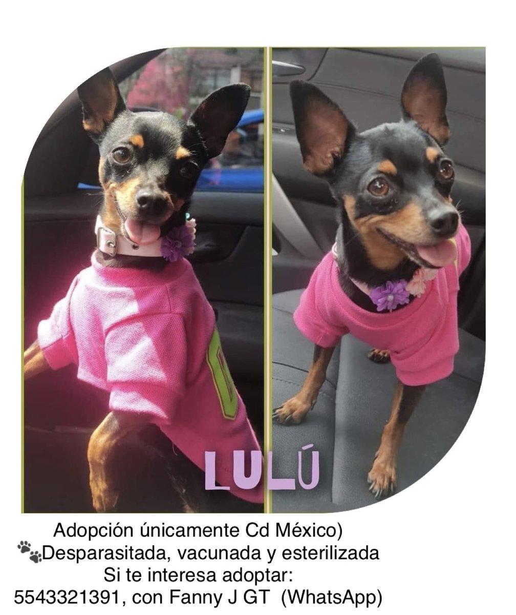 list_on's tweet photo. #perritosenadopcion #cdmx #adoptanocompres https://t.co/JGESufatkO