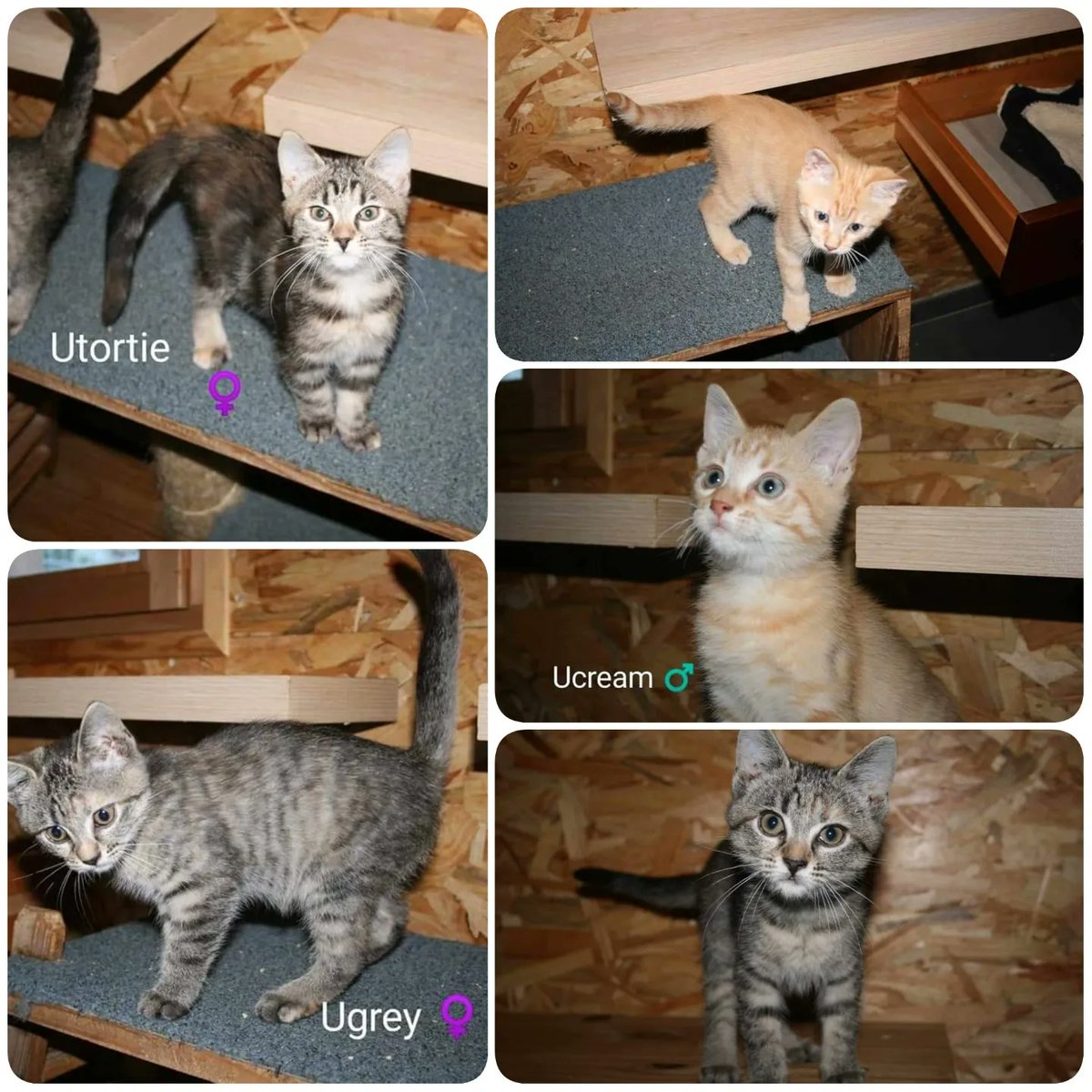 aace_45's tweet photo. Utortie,  Ugrey et Ucream, attendent d'être adoptés.
Trouvés parmis des poubelles ils avaient trois semaines
Ils sont dynamiques, proches de l'humain, de vrais boîtes à ronrons,venez les rencontrer ! 
Contact : aace.adoption@hotmail.com 
#chatonaadopter #adoptionchat #loiret https://t.co/25Fz64Gla8