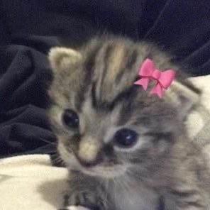 cats with ribbons