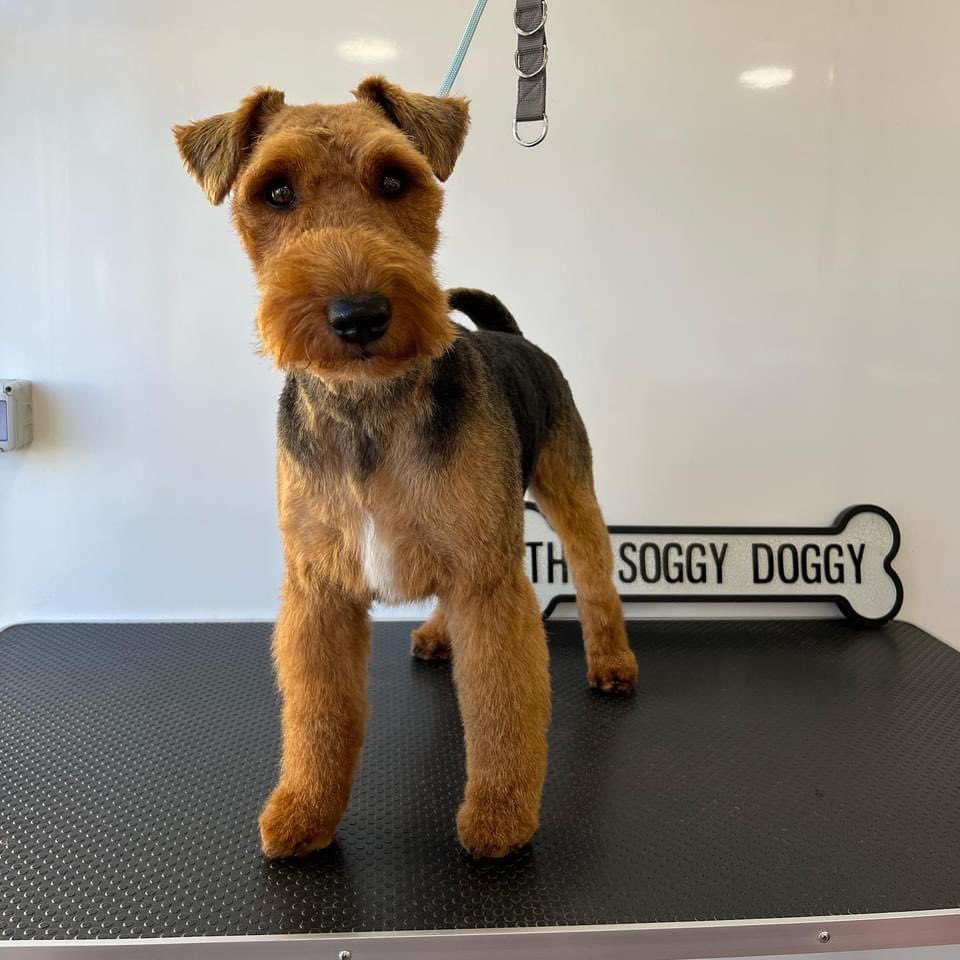 NEW FURCUT INNIT … THANKINGYOUS MISS @MarthaRacey 💚 #soggydoggy #wigsthorpefinest #oundle